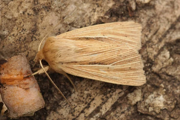 Primer Plano Polilla Lechuza Smoky Wainscot Mythimna Impura Pedazo Madera —  Fotos de Stock