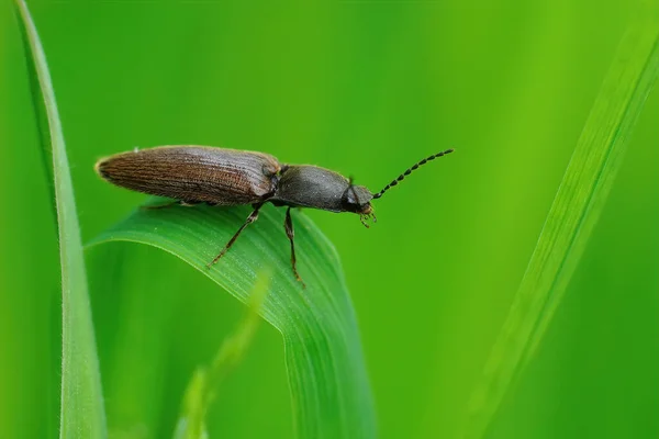 Yaygın tırmanma böceği Athous hemoroidalis 'e yakın, çayırdaki çimlerin üzerinde oturuyor.