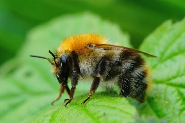 Closeup Queen Common Carder Bee Bombus Pascuorum Sitting Green Leaf — Stock Photo, Image