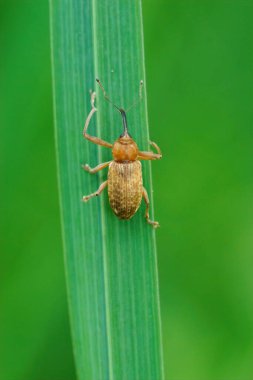 Soluk renkli buğday biti Dorytomus Longimanus 'a yaklaşıyoruz.