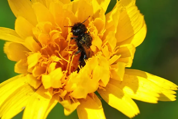Zbliżenie Małej Pszczoły Shaggy Panurgus Calcaratus Wewnątrz Żółtego Kwiatu Hypochaeris — Zdjęcie stockowe