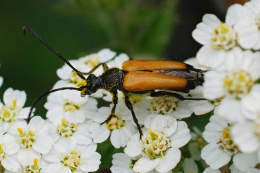 Tawny Longhorn böceğine yakın plan, Paracorymbia fulva beyaz çiçek, Achillea millefolium