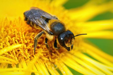 Kahverengi ve kıllı dişi Willughby 'nin yaprak kesicisi Megachile willughbiella' ya yakın.
