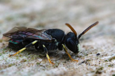 Al Black 'in detaylı görüntüsü ve oldukça nadir görülen spatulat maskeli arı Hylaeus punctatus bir tahta parçası üzerinde.