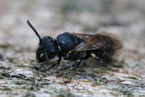 Részletes Közelkép Fekete Nagyon Ritka Szúrt Fröccsenés Maszkos Méh Hylaeus — Stock Fotó