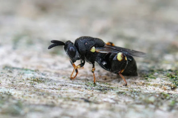 Close Uma Vespa Chalcid Preta Bastante Rara Escura Brachymeria Obtusata — Fotografia de Stock