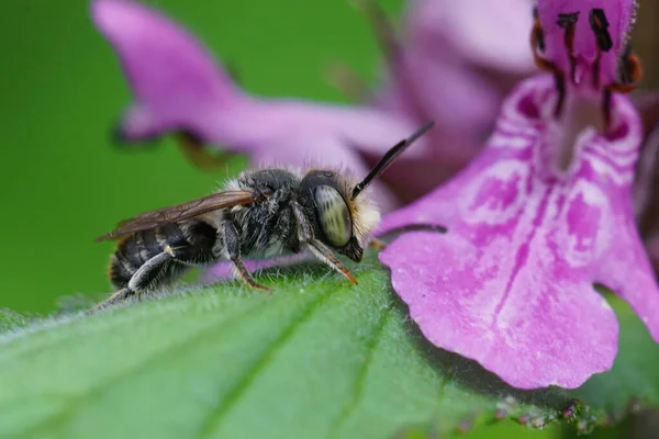 Closeup Male Alfalfa Leafcutting Bee Mehachile Rotundata Oin Front Purple — Stock Photo, Image