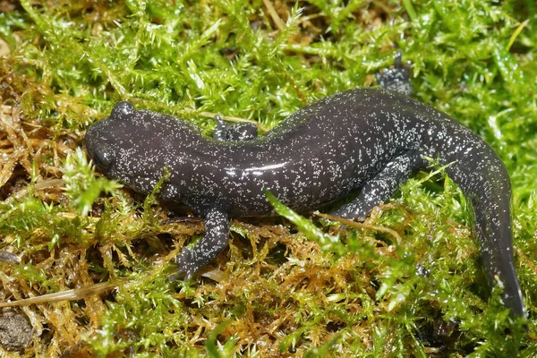 Fechar Juvenil Salamandra Tipo Streamtype Japonês Salpicado Raro Hynobius Hirosei — Fotografia de Stock