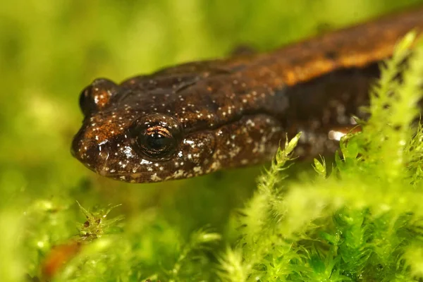 Frontal Closeup Head Subadult Dunn Salamander Plethodon Dunni Oregon — стокове фото