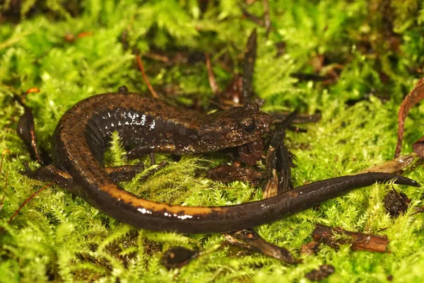 Nahaufnahme Eines Dunn Salamander Plethodon Dunni Auf Grünem Moos Oregon — Stockfoto