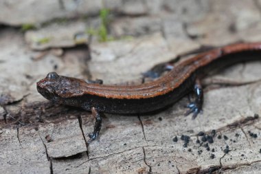 Oregon 'dan gelen Plethodon Taşıyıcı Batı Redback Semenderi' ne doğal olarak yakın plan.