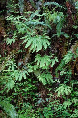 Çeşitli yeşil eğreltiotları ve diğer küçük bitkilerle kaplı bir yamacın yakın çekimi. Bitkiler nemli bir ortamda gelişiyor gibi görünüyor. Orman doğal bir orman..