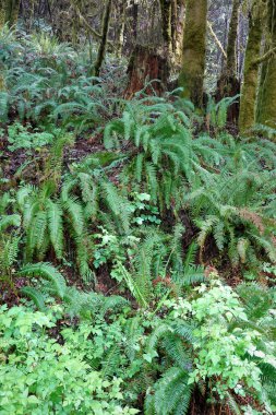 Yakından bakınca eğreltiotu ve toprak örtüsüyle kaplı yemyeşil bir orman yamacı görünüyor. Ağaçların tepesinden süzülen güneş ışığı yeşillikleri süslüyor..