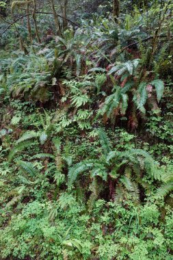 Yoğun bir orman çalılığı. Ağaçların zemin ve alt kısımları eğreltiotu, yosun ve diğer bitki yaşamlarıyla kaplıdır. Ormanın nem oranı yeşili parlaklaştırıyor.