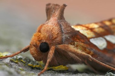 Renkli bir Altın Leke, baykuş güvesi, Plusia festucae 'nin doğal detaylı görüntüsü.