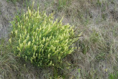 Closeup on yellow flowering wild or yellow mignonette wildflower, Reseda lutea