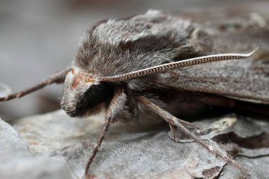 Natural closeup on a large European pine hawk-moth, Sphinx pynastri resting on the bark of a pine tree