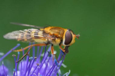 Mavi çiçekli Caryopteris cladonensis üzerinde Syrphus ribesii, ortak bantlı uçan sineğe renkli bir yakın plan.