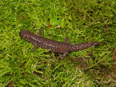Nadir bulunan Japon Benekli, Japon, Sagami benekli semender Hynobius naevius 'un doğal yakın çekimi.