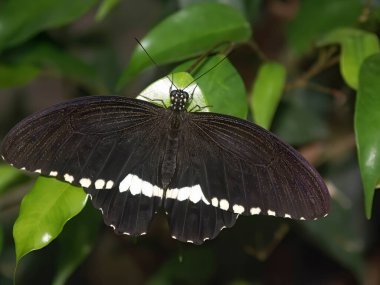 Detailed closeup on a fresh emerged black and white common raven butterfly, Papilio castor, sitting with spread wings on a green leaf
