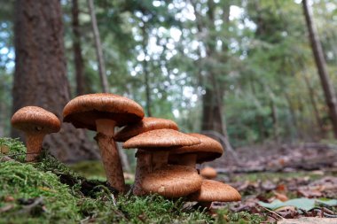 Doğuştan gelen kızıl kahverengi kahkaha salonu ya da muhteşem rustgill mantarı Gymnopilus junonius 'un birleşimi.