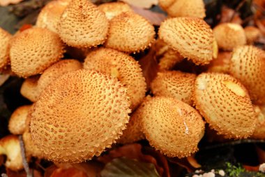 Natural closeup on a brown shaggy scalycap or scaly Pholiota squarrosa on dead beech wood