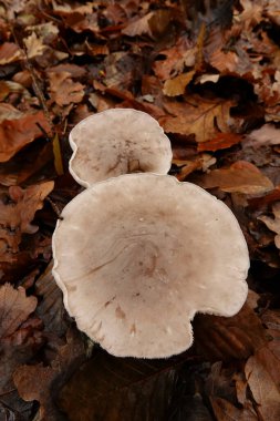 Ormanın zemininde bulunan gri renkli bulutsu akvaryum ya da huni mantarı, klitocybe nebularis grubuna doğal olarak yakın çekim.