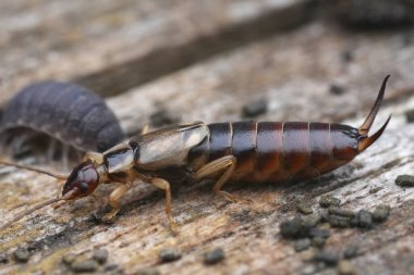 Avrupa 'nın ortak kulaklığı Forficula auricularia' nın doğal detaylı yan görüntüsü.
