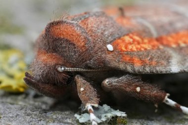 Natural extreme detailed closeup on the European herald owlet moth, Scoliopteryx libatrix