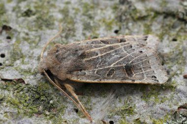 Natural closeup on the European Lunar underwing, Agrochola lunosa on wood