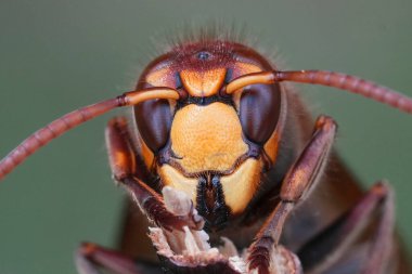 Natural detailed facial closeup on a European hornet wasp , Vespa crabro