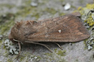 Natural closeup on a European white point owlet moth, Mythimna albipuncta on wood