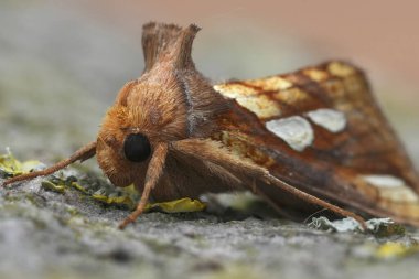 Renkli bir Altın Leke, baykuş güvesi, Plusia festucae 'nin doğal detaylı görüntüsü.