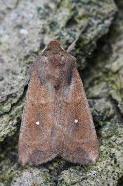 Natural closeup on the European white point owlet moth, Mythimna albipuncta