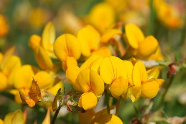 Parlak ve zengin sarı çiçekli kuşun doğal yakın çekimi. Geyik ya da trefoil, Lotus corniculatus.