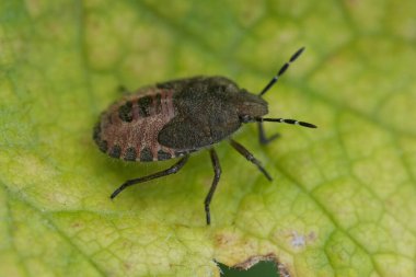 Kıllı Kalkan Böceği 'nin perisi, yeşil yapraklı Dolycoris Baccarum' un doğal yakın çekimi.