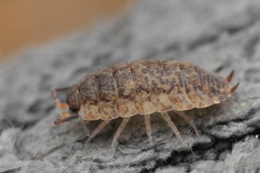 Soluk renkli bir orman bitinin doğal yakın çekimi, ahşap üzerinde Porcellio scaber