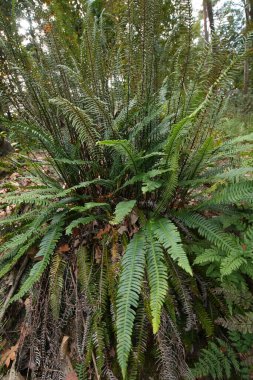 Ormandaki yeşil bir Avrupa sert eğreltiotu, Blechnum veya Struthiopteris baharatına doğal dikey yakın çekim