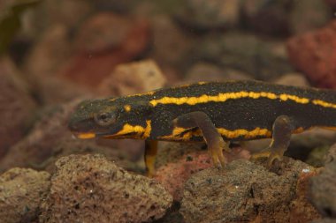 Nesli tükenmekte olan Japon kılıç kuyruklu semenderi Cynops duyarlı kauda hassas kauda Riu Kiu Adaları 'na özgü doğal yakın plan.