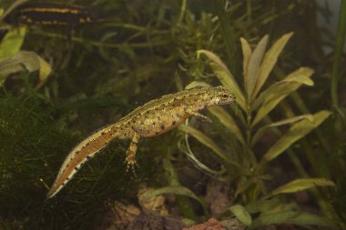 Yetişkin bir dişi Karpatyalı olan Lissotriton Montandoni 'ye su altında doğal olarak yakın çekim.