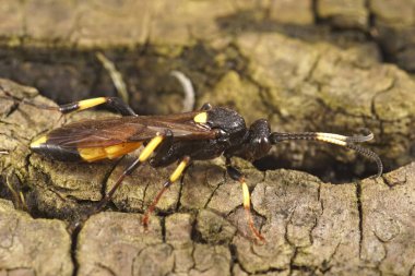 Kış boyunca Ichneumonid eşekarısı, Ichneumon stramentor üzerine doğal yakın çekim.