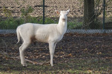 Eşsiz bir albino geyiği ağaçlık bir alanda huzur içinde duruyor. Beyaz önlüğü etrafındaki yapraklarla ve doğal elementlerle çelişiyor..