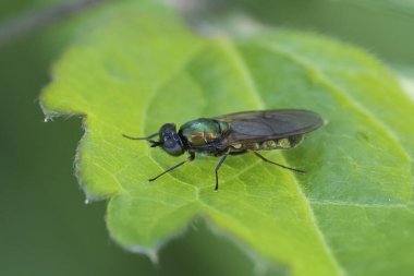 Geniş bir Centurion 'a doğal olarak yakın plan Kloromyia formosa yeşil bir yaprağa tünemiş.