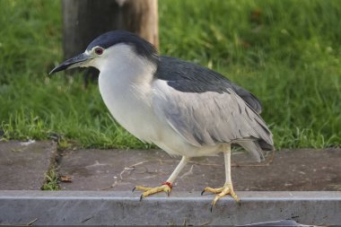 Bu siyah taçlı balıkçıl kuşunun, siyah bir taç, çarpıcı kırmızı gözler ve ince siyah bir gagası ile eşsiz işaretleri var. Sarı ayakları bastırılmış sahneye parlaklığı ekler..