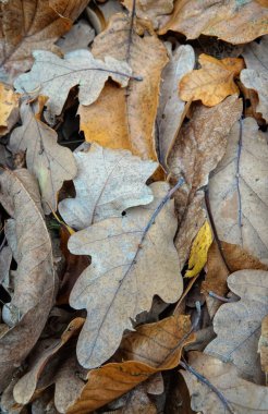 Düşmüş meşe yapraklarının yakın plan kahverengi ve bronzlaşması zemini kaplıyor, desenli, sonbahar manzarası yaratıyor. Küçük dallar ve saplar yapraklarla iç içe geçer..