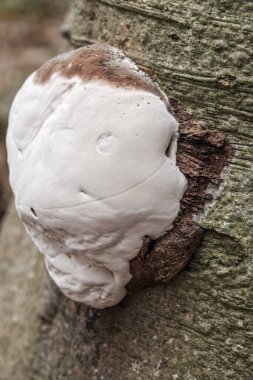 Gelişmekte olan bir parantez mantarının doğal dikey görüntüsü, ağaç gövdesindeki Ganoderma adspersum.