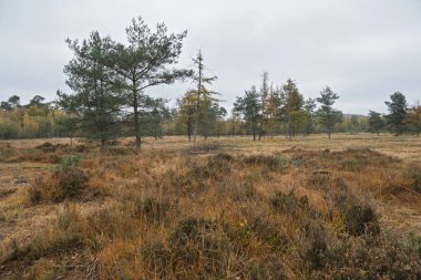 İnce ağaçlar ve kuru otlarla kaplı sonbahar bozkır manzarası bulutlu bir gökyüzünün altında.