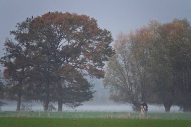 Şafak vakti yakalanan kırsal alan yemyeşil çayırlar ve bir sis tabakası tarafından siluetlenmiş görkemli ağaçlarla açılır. Yalnız bir inek sessizce otlar ve huzur dolu, sisli manzaraya hayat katar..