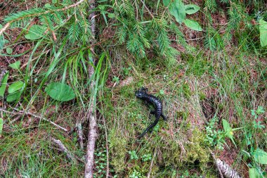 Göz hizasında yakalanan siyah bir alp semenderi, çimenler, yeşillikler, dallar ve yosunlarla çevrili olan orman ortamına karışarak kusursuz bütünlüğünü gösteriyor..