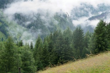 Alçak bir açıdan çekilen manzara, sisle ve yemyeşil ağaçlarla kaplanmış sık bir ormanın görüntüsüdür. Ön planda yeşil çayır otları var. Arka planda sisle kaplı dağlar ve ağaçlar var. Sakin bir atmosfer oluşturuyorlar..